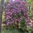 Buddi015616