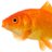 DeadFishCapital