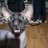 Sphynx37