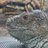 godchilla183