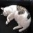gypsikatze
